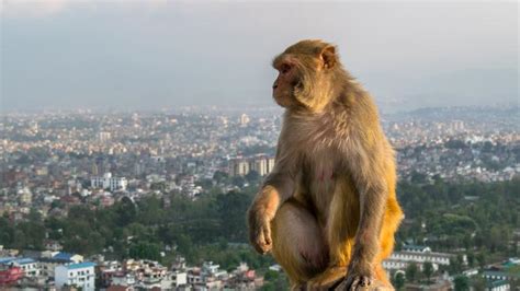 Cheap Flights to Kathmandu (KTM) from £417 Return .